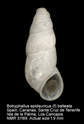 Botryphallus epidauricus (f) balteata.jpg - Botryphallus epidauricus (f) balteata (Manzoni,1868)